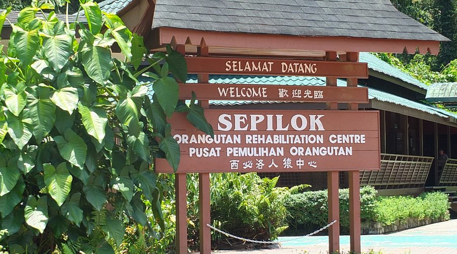 Zoomer sur l'image : Centre de Réhabilitation des Orang-Outans de Sepilok